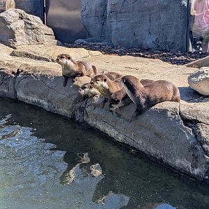 Asian Short-clawed Otters