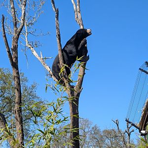Male Sun Bear