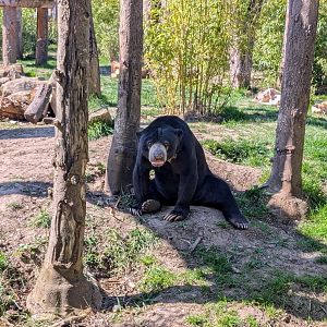 Male Sun Bear