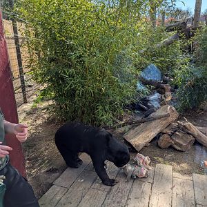 Female Sun Bear with Enrichment