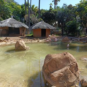 Flamingo and capybara exhibit