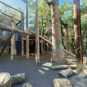 Lar gibbon exhibit
