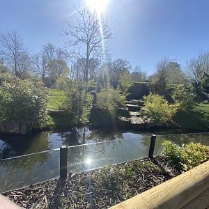 Andean bear enclosure