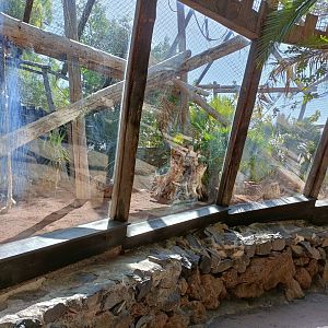 Müller's gibbon exhibit