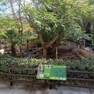 Coati and raccoon exhibit