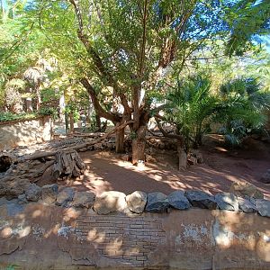 Coati and raccoon exhibit