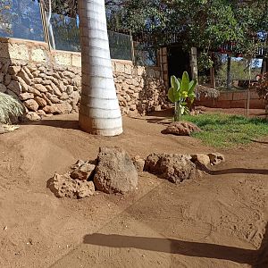 Bennett's wallaby exhibit