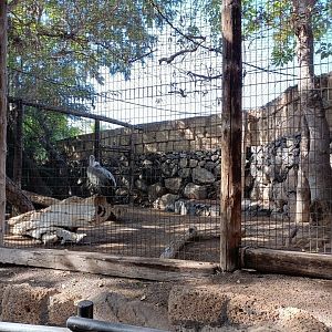 Griffon vulture exhibit