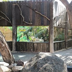 Viewing of serval exhibit