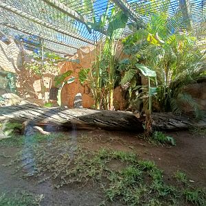Serval exhibit