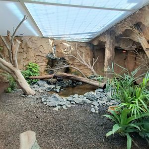 Philippine sailfin lizard exhibit