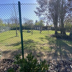 Philippine spotted deer