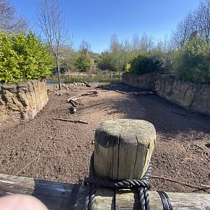 Another view of warty pig enclosure