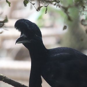 Long-wattled Umbrellabird