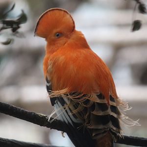 Guianan Cock-of-the-rock