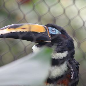 Many-banded Aracari