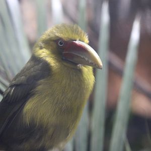 Saffron Toucanet