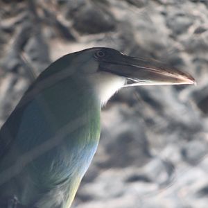 Blue-banded Toucanet
