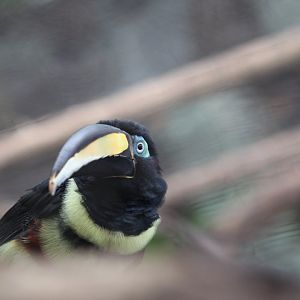 Many-banded Aracari