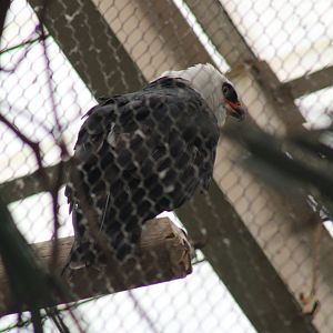 Black-and-white Hawk Eagle