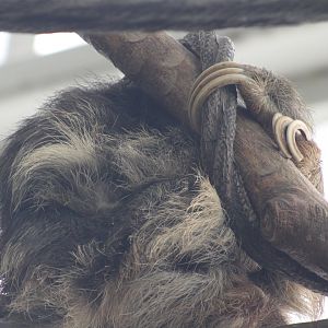Brown-throated Sloth