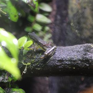 Elegant Stubfoot Toad