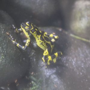 Limosa Harlequin Frog