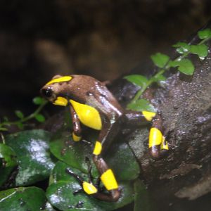 Andres Poison Frog
