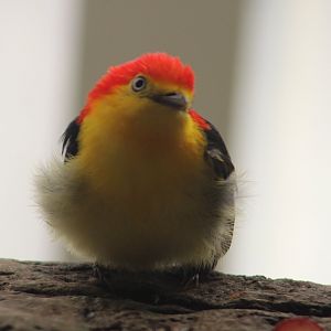 Wire-tailed Manakin