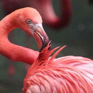 American Flamingo