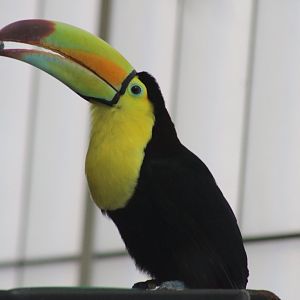 Keel-billed Toucan