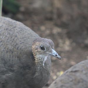 Great Tinamou