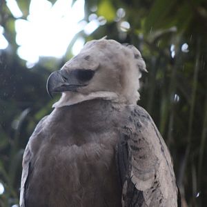 Harpy Eagle