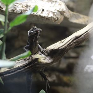 Hernandez's Helmeted Basilisk