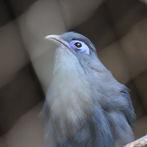 Blue Coua