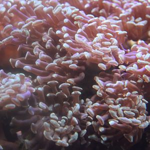 Hammer Coral