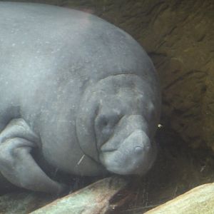 Antillean Manatee