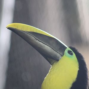Yellow-throated Toucan