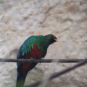 Golden-headed Quetzal