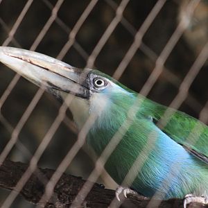 Blue-banded Toucanet
