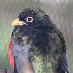 Black-tailed Trogon