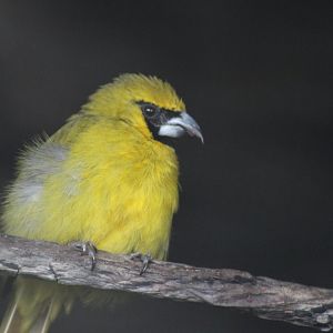 Yellow-green grosbeak