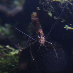 Giant river prawn (Macrobrachium rosenbergii) larve