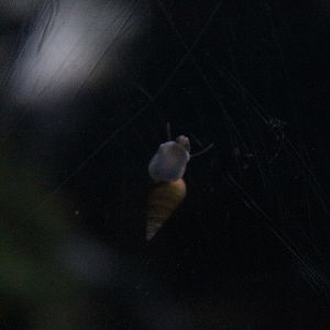 Red-rimmed melania (Melanoides tuberculata)