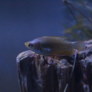 Honey gourami (Trichogaster chuna)