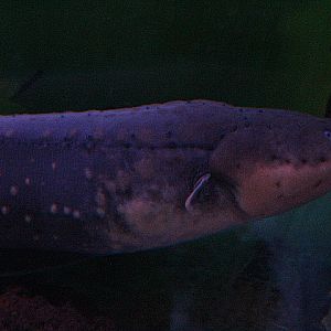 Electric eel (Electrophorus electricus)