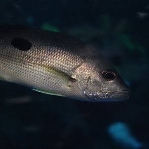Russell's snapper (Lutjanus russellii)