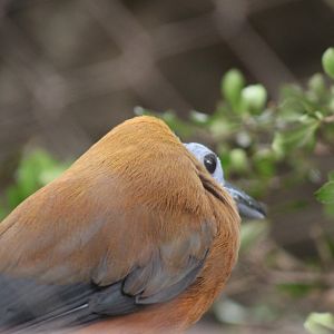 Capuchinbird