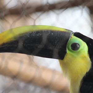 Yellow-throated toucan