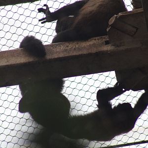 Red-backed Bearded Sakis